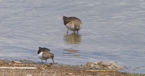 Common Sandpiper And Ruff Stock Footage 331942512