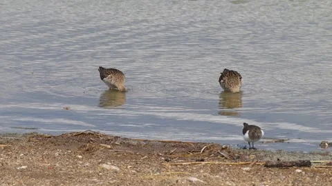 Common Sandpiper And Ruff 動画素材 342924764