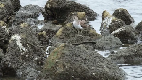 Common sandpiper - bird Stock Footage 286716056