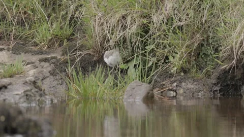 Common Sandpiper chick (Actitis hypoleucos) searching for food, England, UK Stock Footage 311761210