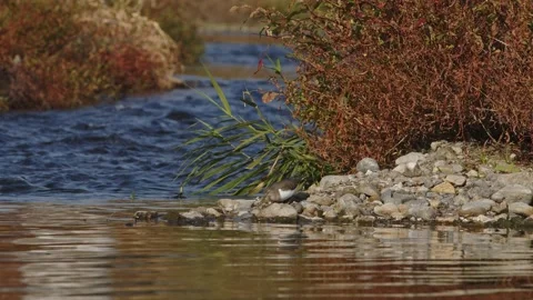 Common Sandpiper Eating a Grasshopper. Stock Footage 221002828