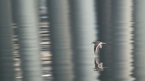 Common sandpiper flying under the bridge in slow motion Stock Footage 160940466