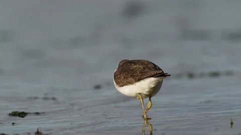 Common sandpiper Stock Footage 143745008