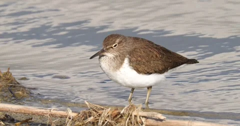 Common Sandpiper Vídeo Stock 331999007