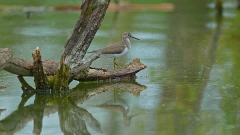 Common sandpiper foraging along a tranquil wetland edge. Video stock 318843842