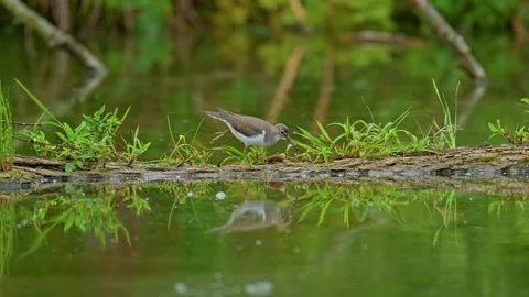 Common sandpiper foraging along a tranquil wetland edge. Video stock 318843920