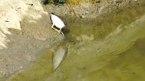 Common Sandpiper Foraging at Water's Edge, Reflection Visible Stock Footage 301075355