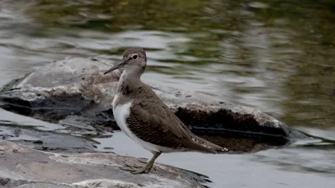Common sandpiper grooming Stock Footage 302735584