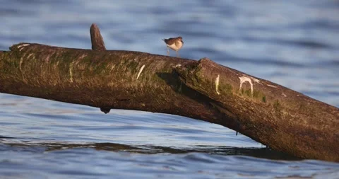 The common sandpiper on a log in the middle of the river Stock Footage 303101927