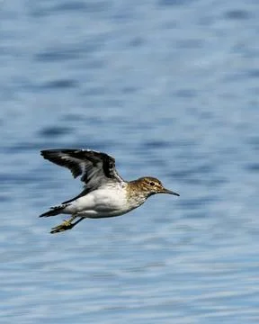 Common Sandpiper in Low Flight Stock Photos