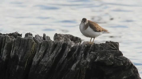 Common Sandpiper perched on an old stump / Chevalier guignette Stock Footage 8508624