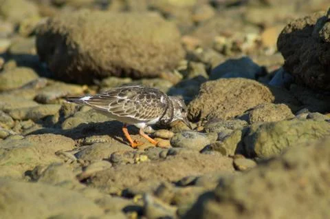 Common sandpiper Stock Photos