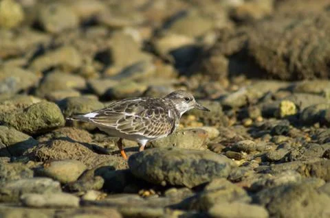 Common sandpiper Stock Photos