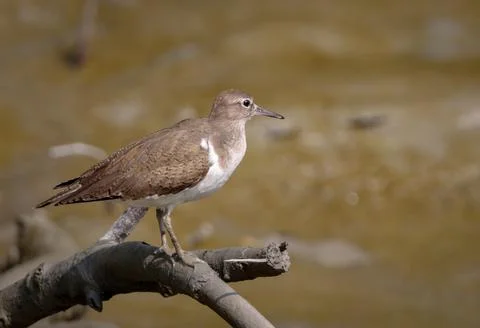 Common sandpiper. Stock Photos