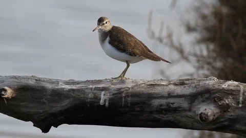Common Sandpiper in the pond Stock Footage 72447169