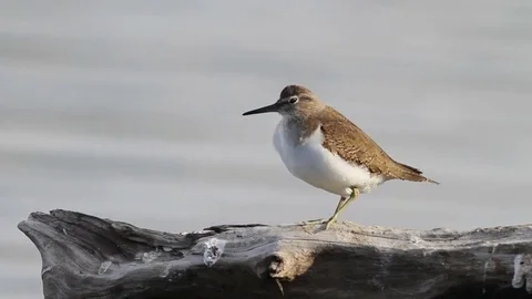 Common Sandpiper in the pond Stockbeeldmateriaal 72447254