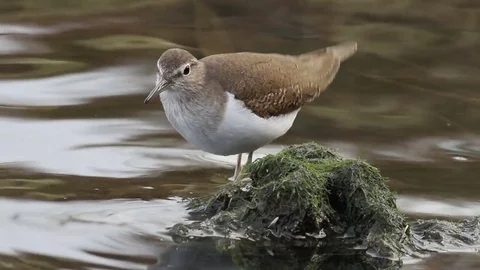 Common Sandpiper in the pond Stock Footage 72458606