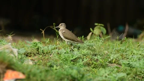 Common sandpiper  is a small Palearctic wader habitat Stock Footage 293000595