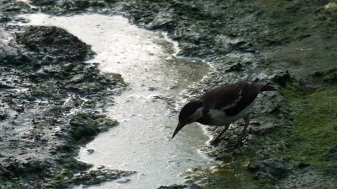 A Common Sandpiper wading in a muddy stream or shallow water body Stock Footage 316246469