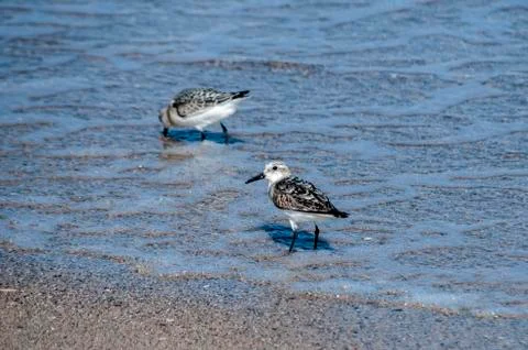 Common sandpipers Actitis hypoleucos Stock Photos