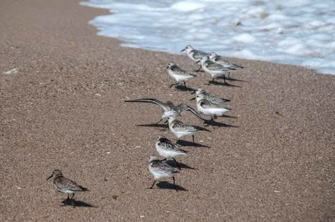 Common sandpipers Actitis hypoleucos Stock Photos