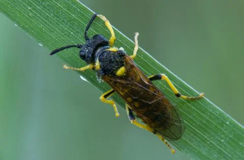 Common Sawfly Stock Photos