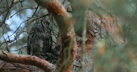 Common Scops Owl, Otus scops, near the nest. Stock Footage 78113286
