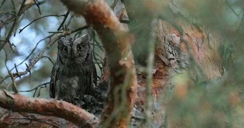 Common Scops Owl, Otus scops, near the nest. Stock Footage 78113686