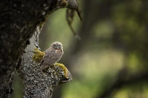 Common Scops Owl, Otus scops, little owl in the nature habitat, sitting on th Stock Photos