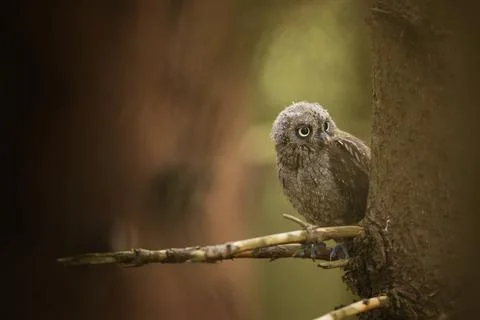 Common Scops Owl, Otus scops, little owl in the nature habitat, sitting on th Stock Photos