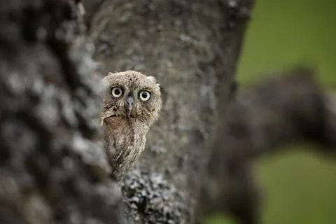 Common Scops Owl, Otus scops, little owl in the nature habitat, sitting on th Foto stock