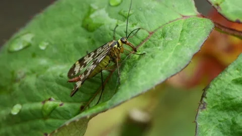 A common scorpionfly, Mecoptera, Panorpidae eats on a green leaf. Stock Footage 163806176