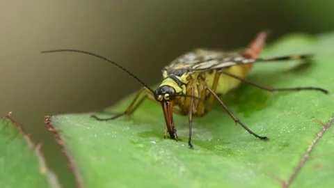 A common scorpionfly, Mecoptera, Panorpidae eats on a green leaf. Stock Footage 163806750