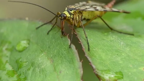 A common scorpionfly, Mecoptera, Panorpidae eats on a green leaf. Stock Footage 163806994
