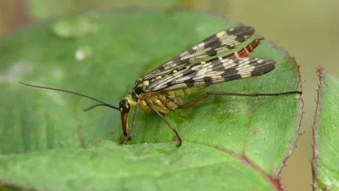 A common scorpionfly, Mecoptera, Panorpidae eats on a green leaf. Stock Footage 163807538