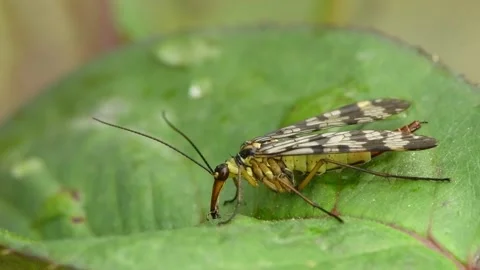 A common scorpionfly, Mecoptera, Panorpidae eats on a green leaf. Stock Footage 163807861