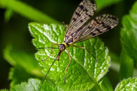 Common Scorpionfly perched on a leaf showcasing intricate wing patterns in .. Stock Photos