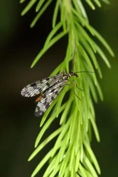 Common scorpionfly Stock-Fotos