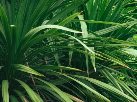 Common screwpine tree Stock Photos