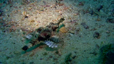 Common sea moth (Eurypegasus draconis) crawling on the sand 2 Stock Footage 6929886