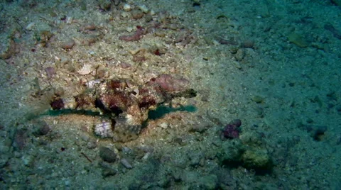 Common sea moth (Eurypegasus draconis) crawling on the sand Video stock 6929890