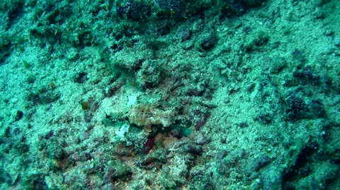 Common sea moth (Eurypegasus draconis) crawling on the sand 3 Stock Footage 6929903