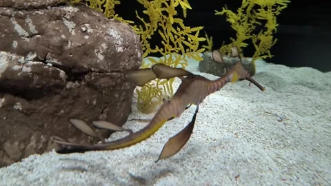 A common seadragon Video stock 320429185