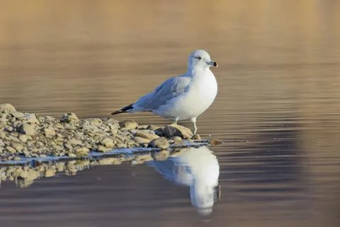 Common seagull casting a reflection. Stock Photos
