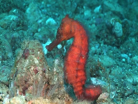 Common Seahorse Stock Footage 98498798
