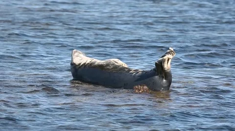 Common Seal basking on rock Stock Footage 50964613