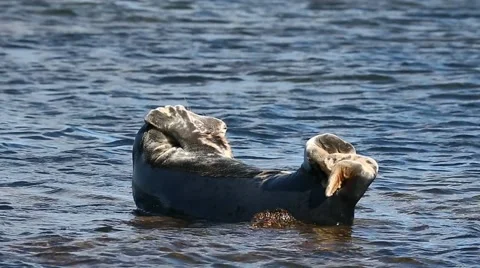 Common Seal basking on rock Stock Footage 50981422