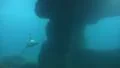 Common Seal closeup dive underwater in natural rocky compound HD Footage
