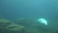Common Seal closeup dive underwater in rocky compound HD Footage
