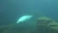 Common Seal closeup diving in rocky compound HD Footage